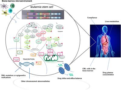 BCR-ABL Independent Mechanisms of Resistance in Chronic Myeloid Leukemia